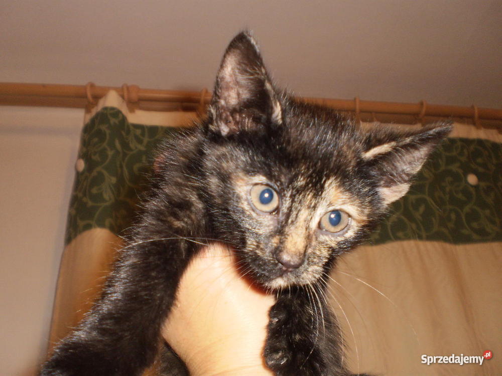 2 miesięczne kotki DOWIOZĘ
