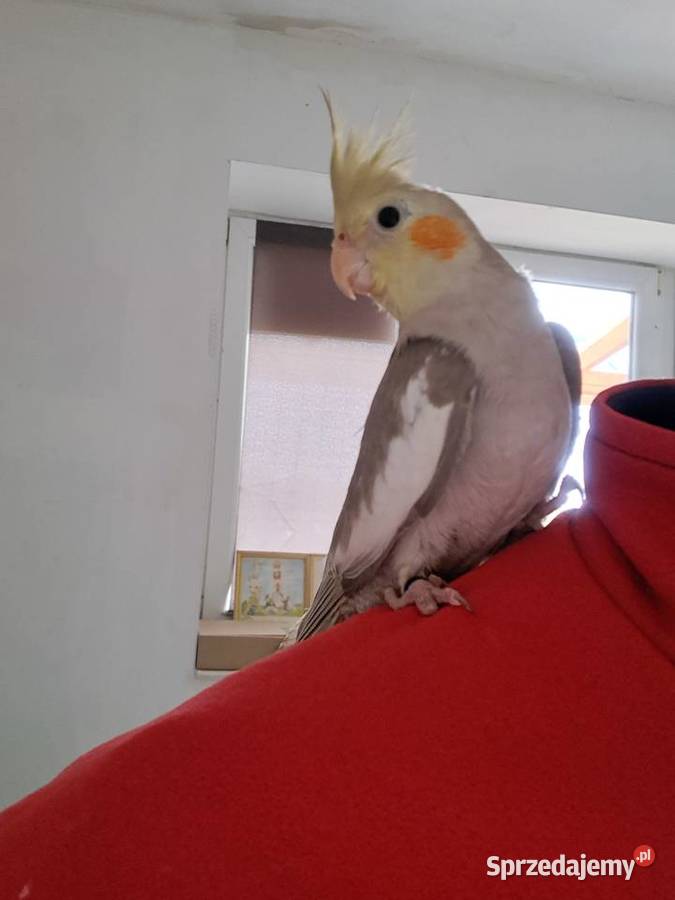 samiczka nimfa z 2025roku Ptaki Skarżyn sprzedam