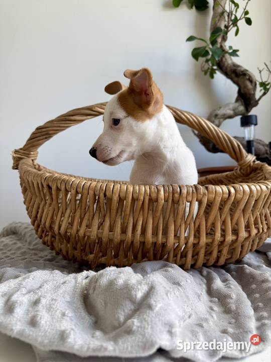 Szczeniaczek Jack Russell Terrier rodowód Poznań sprzedam