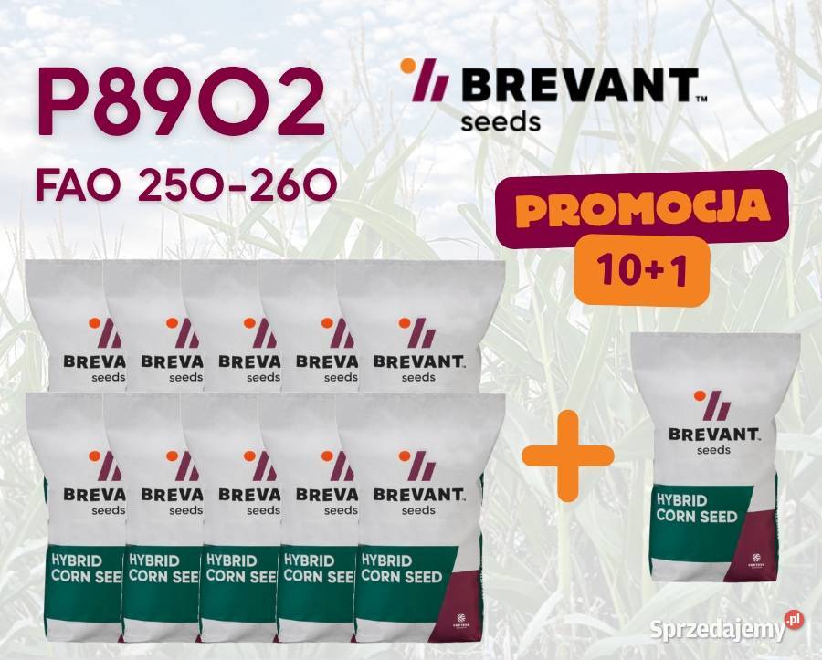 Materiał siewny kukurydzy Brevant P8902 Rośliny pastewne wielkopolskie Słupca