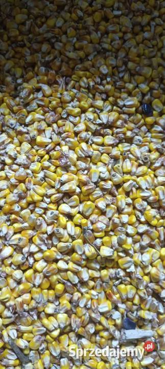 sprzedam kukurydze suchą Pozostałe lubelskie Hrubieszów