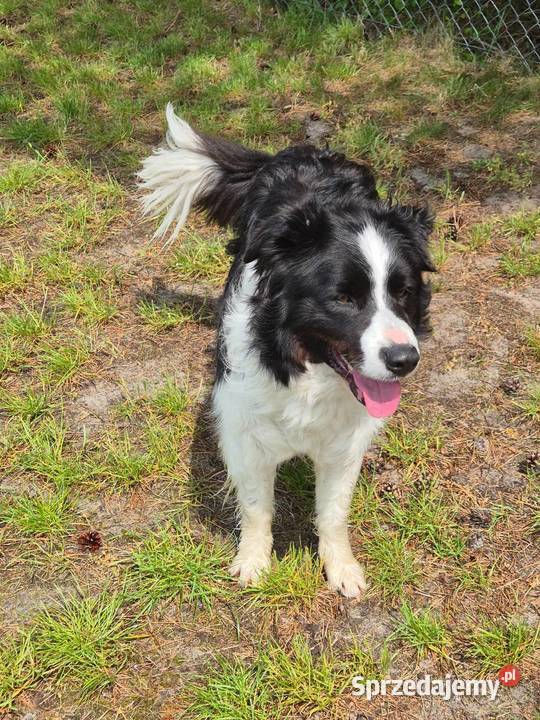 5 letni samiec border collie wykastrowany Zamość