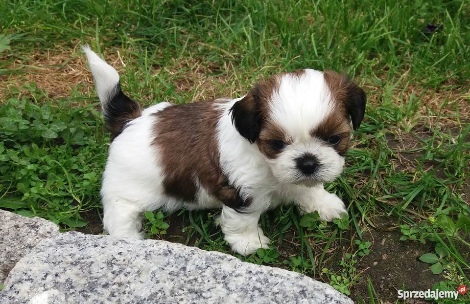 Shih Tzu szczenieta metryka mikrochip książeczka opolskie Włodary