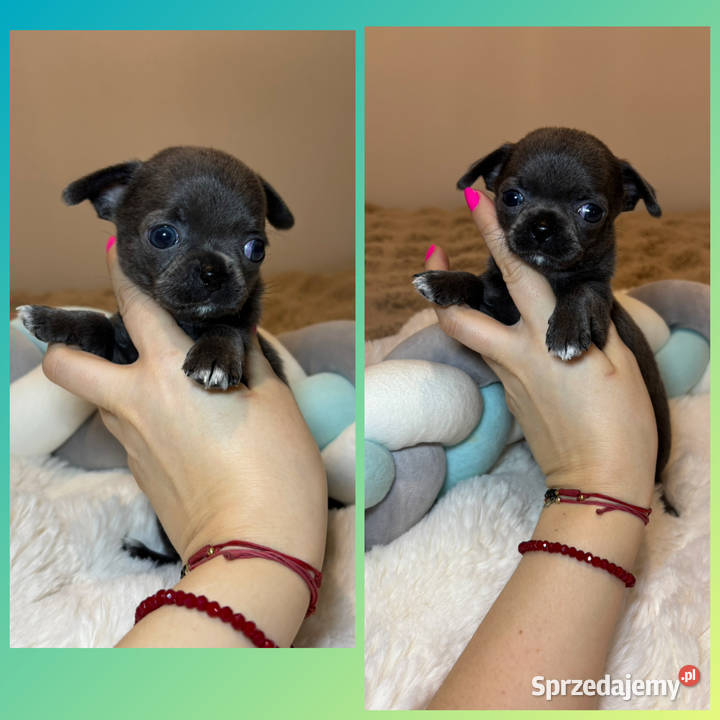 Chihuahua piesek krótkowłosy niebieski Blue Bełchatów
