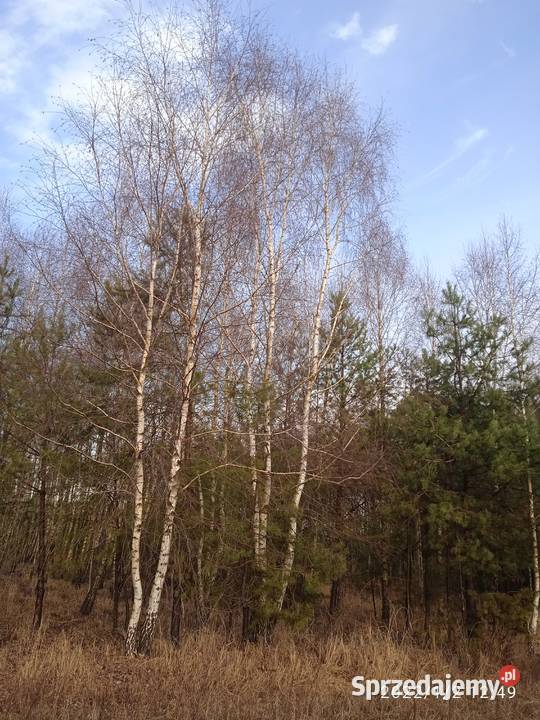 Sprzedam działkę rolna Gorzakiew