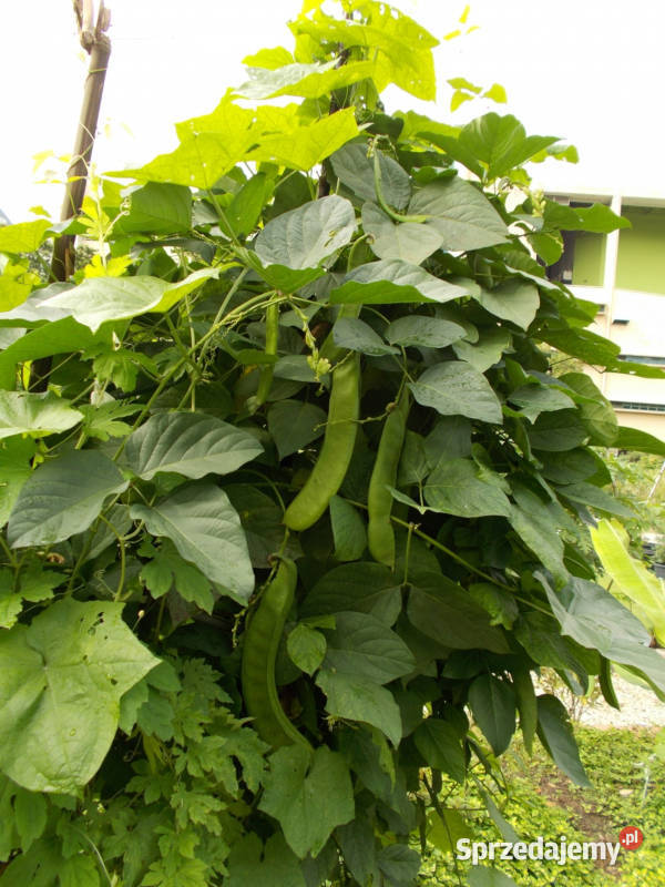 KANAWALIA SZABLASTA Canavalia gladiata NASIONA Nasiona Lubanie