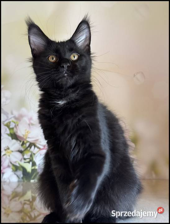 Koteczka Maine Coon Kraków