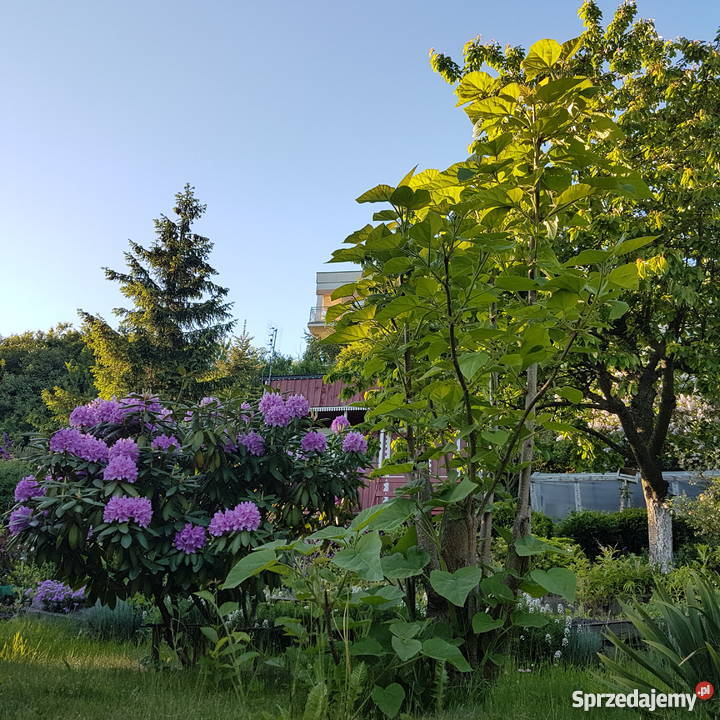Ogródek działkowy rod słoneczne wzgórze matarnia polna Grunty i działki Gdańsk sprzedam