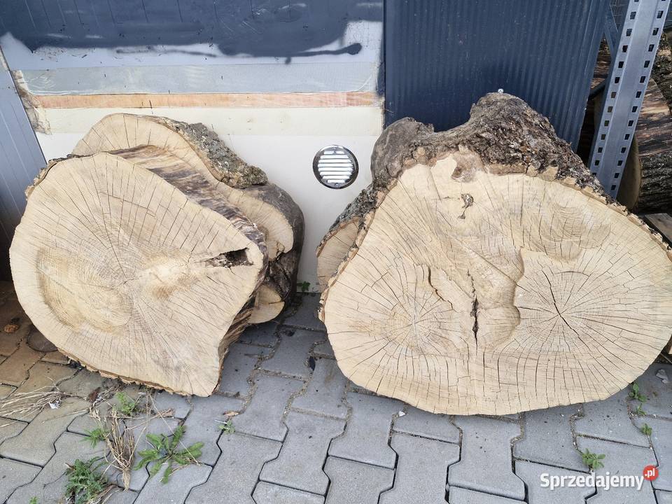 Plastry jesiona jesion na stoliki Wiślica