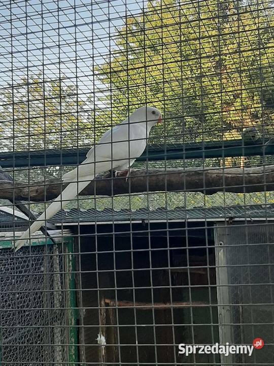 Księżniczki walii albino Skała