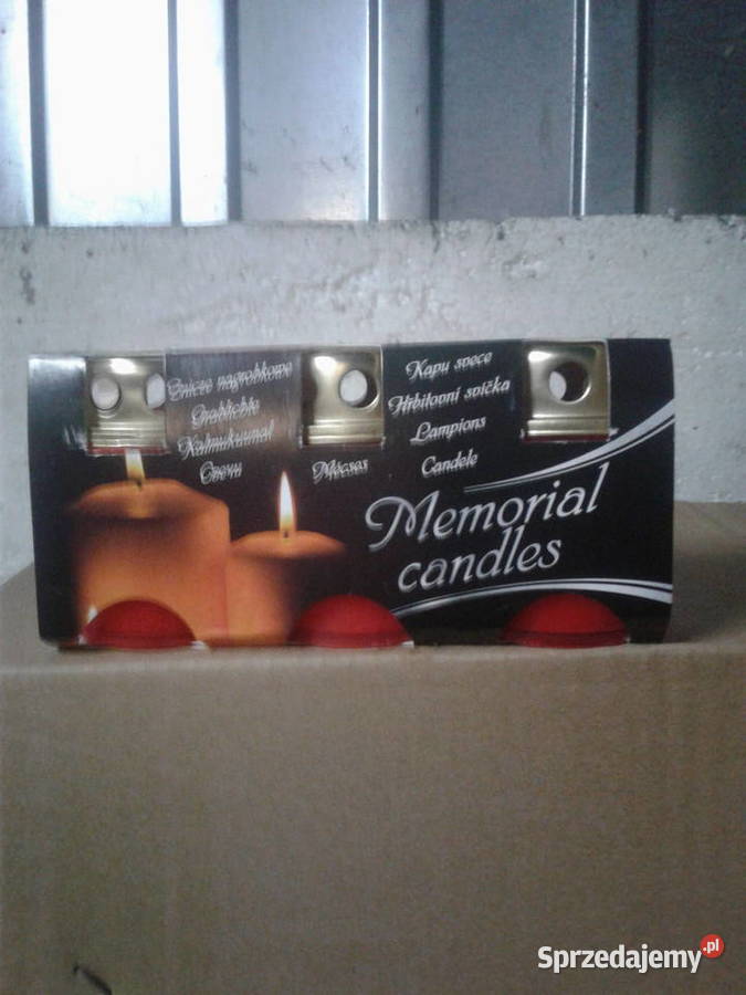 znicz mały Bydgoszcz