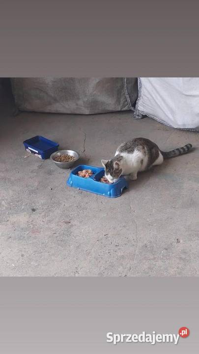 Zrób porządki pomóż bezdomniakom Stalowa Wola