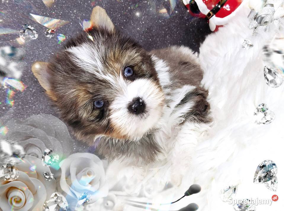 Blueberry Niebieskie Oczy CUDOWNY unikatowy Mega Opole