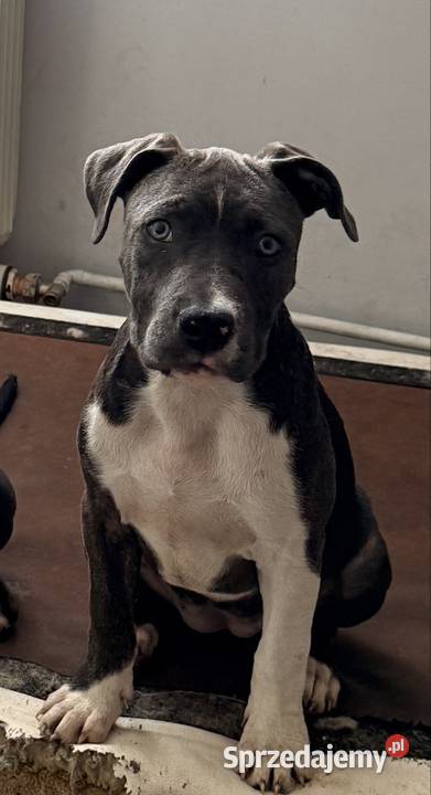 szczeniak suczka Amstaff Blue wielkopolskie Brzeziny