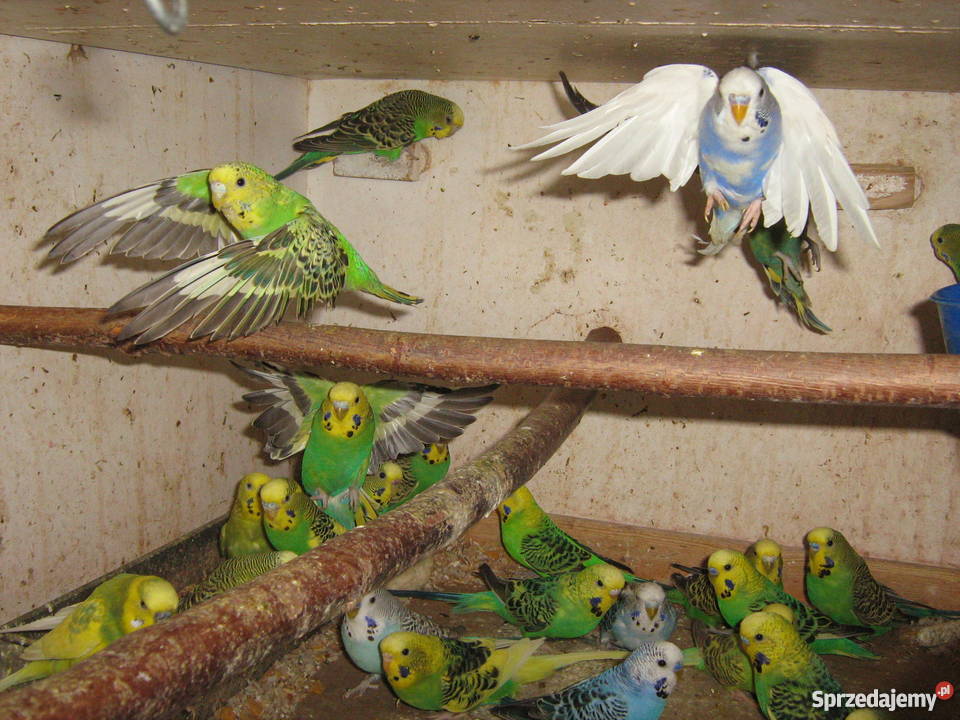 Sprzedam papugi faliste Zamość