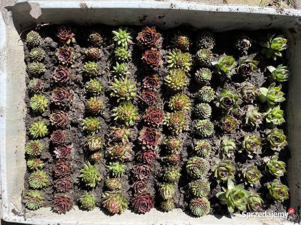 małe rojniki na skalniaki Katowice