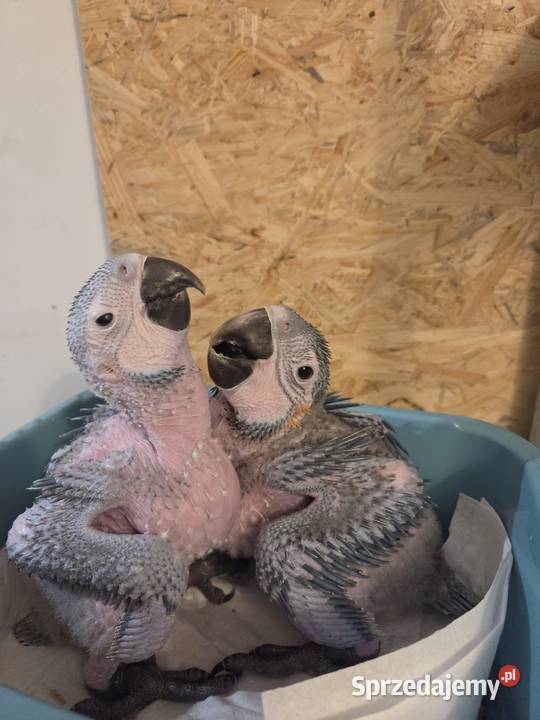 Ary do dalszego karmienia Wieliczka