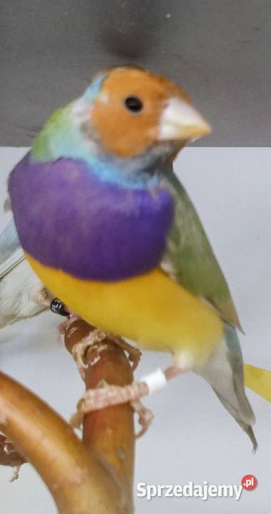 Amadyny wspaniałe Tarnów sprzedam