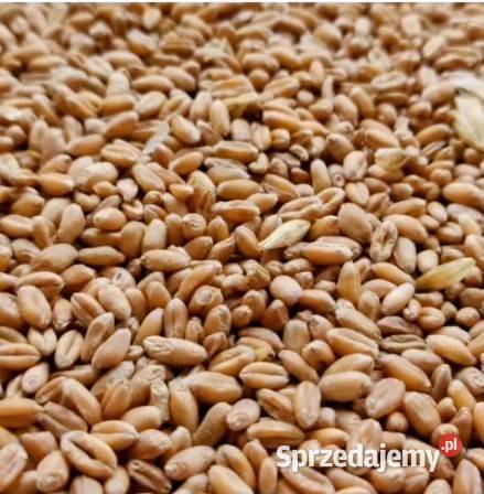 sprzedam ziemniaki sadzeniaki i pszenicę Pozostałe Prudnik