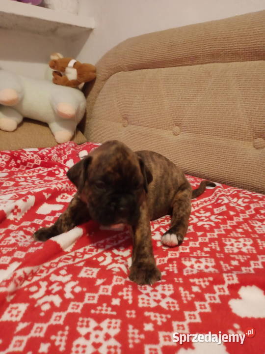 Bokserki Bokser łódzkie Łódź sprzedam