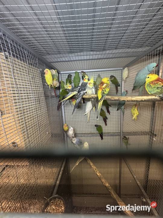 Sprzedam papugi Pawłowice