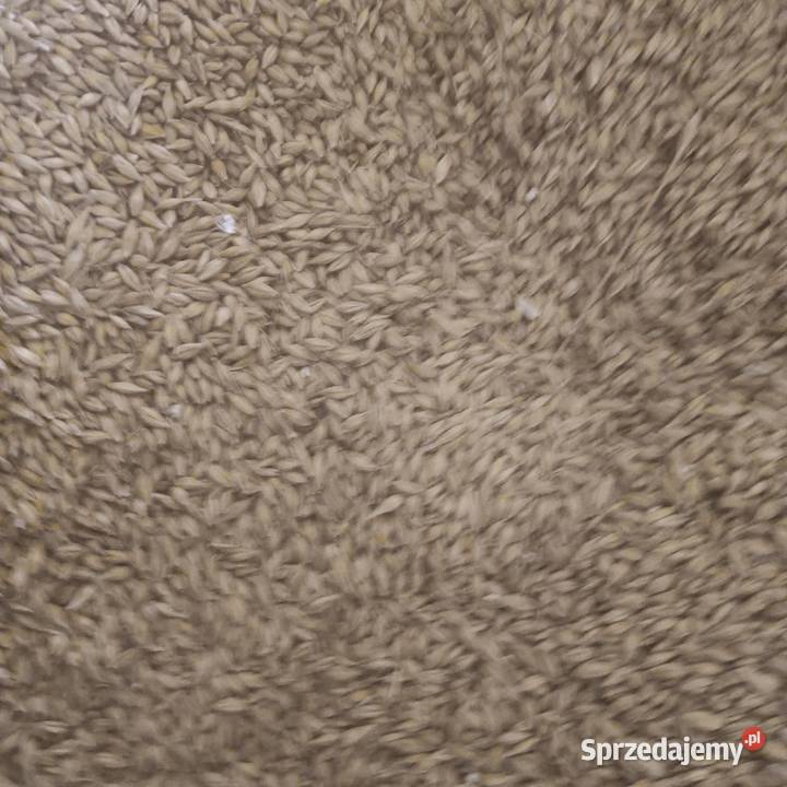 Sprzedam zboże lubelskie Oseredek