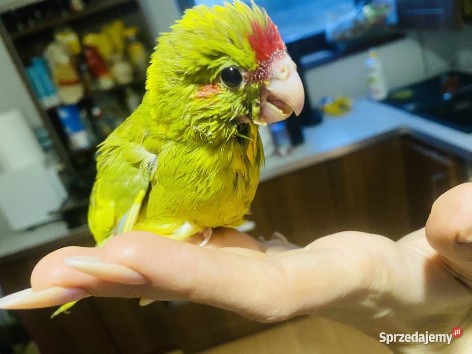 Modrolotki ręcznie karmione oswojone pupile Warszawa