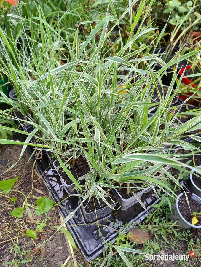 Krzewy wieloletnie do ogrodu nadwyżki Nisko