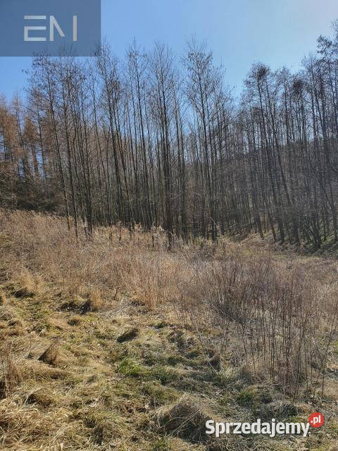 Działka 5000m2 Jazowa podkarpackie sprzedam