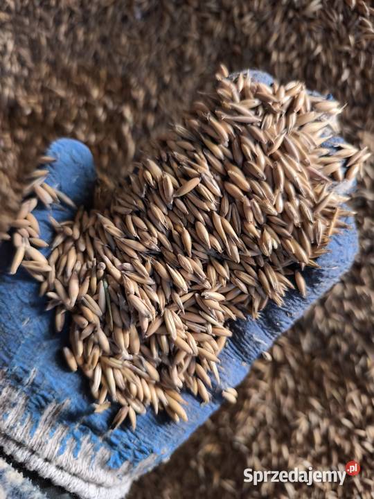 Owies pasza opał pellet Krzykały