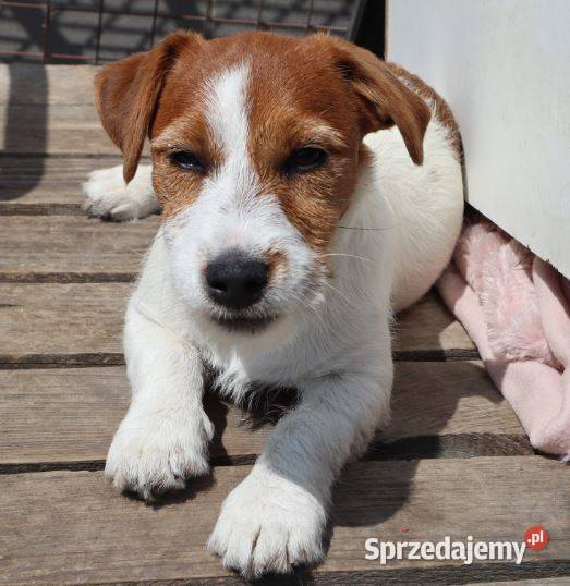 Jack Russell Terrier suczka rodowodowa ZKwP FCI Poznań