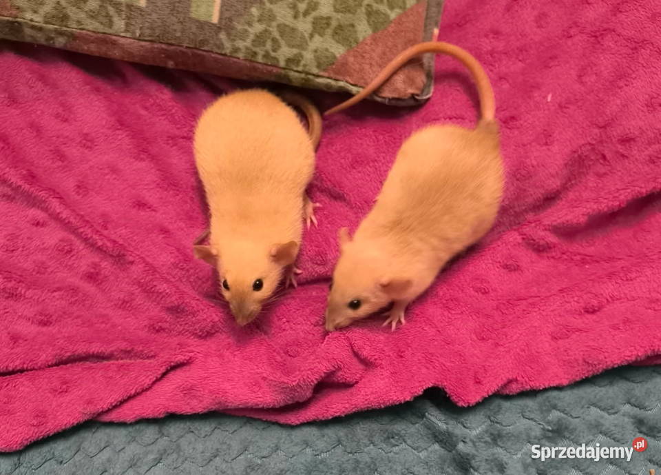 Dwa Szczury Dumbo Syjamskie Rasowe REX Legnica