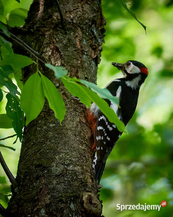 Obiektyw Tamron SP AF 70200 f28 Di LDIF Macro Obiektywy Ciele sprzedam