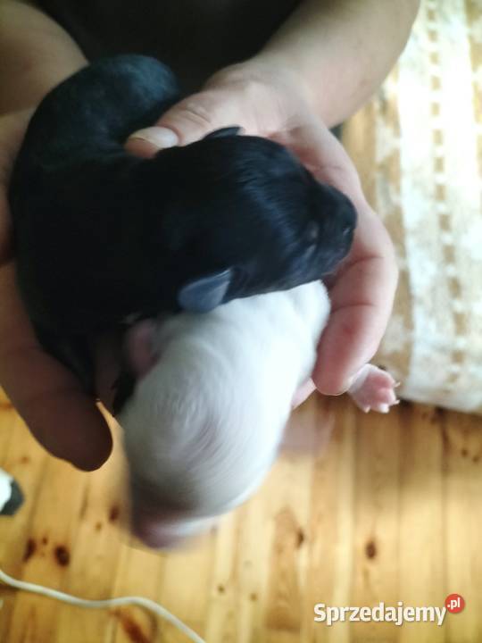 Sznaucer miniaturowy Złotoryja