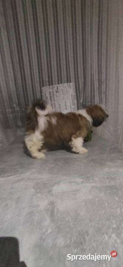 Shih Tzu FCi ZKwp Tuchów