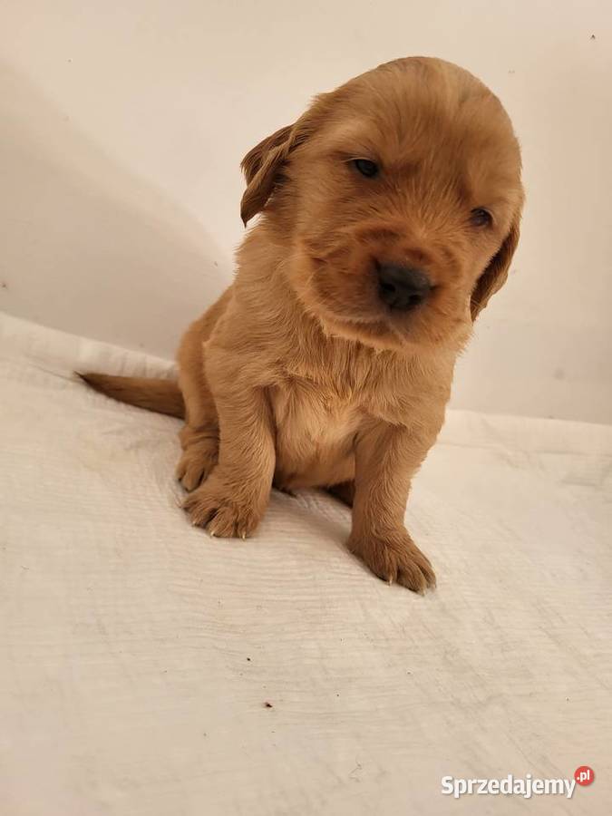 Chłopaki Golden retriever ciemno złote maluszki