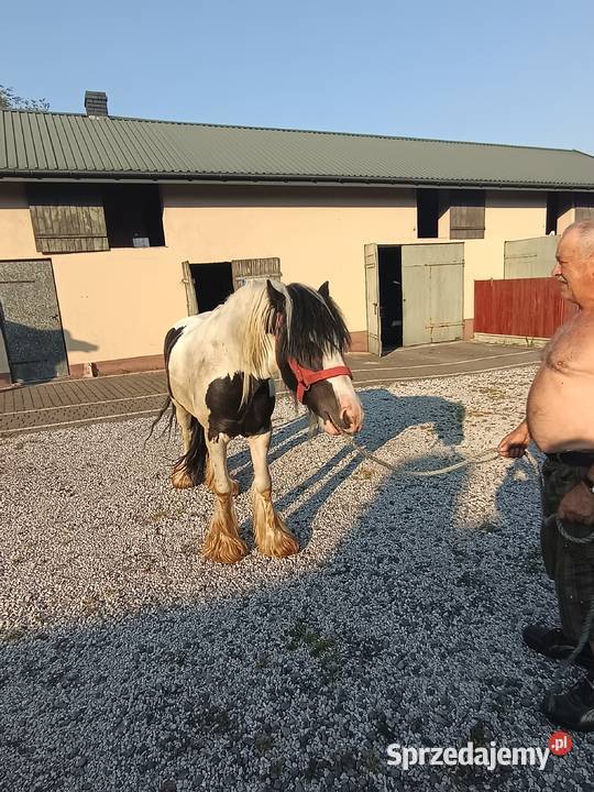 Koń rasy Tinker Konie Salata