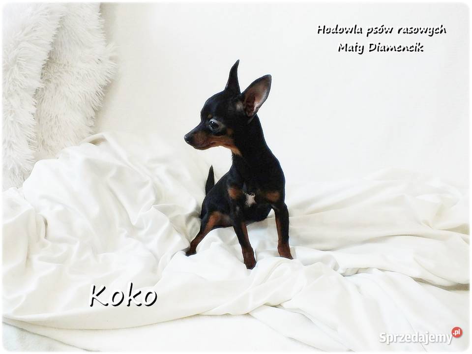 Ultra MINI Sunia KOKO Pinczer miniaturowy Żary