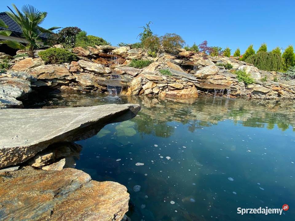 księżycowy łupek wielkopłytowy Księżyce