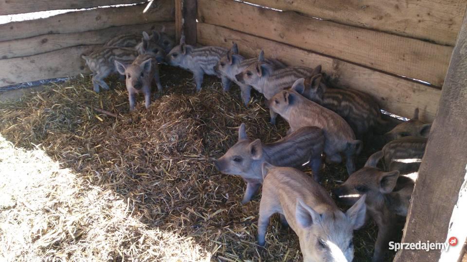 MANGALICA SWINIA PASTEWNA