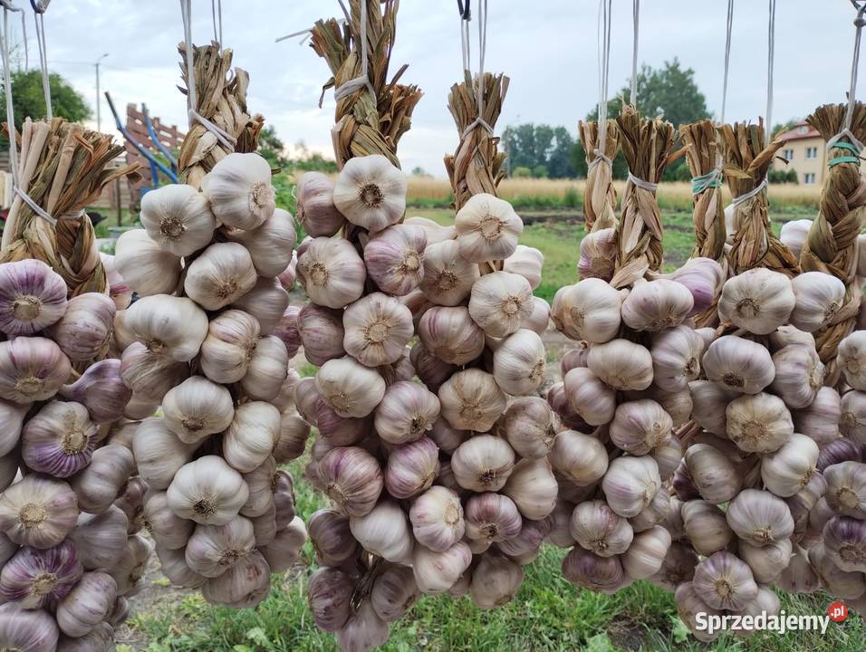 Warkocze czosnku Harnas Wiślica sprzedam