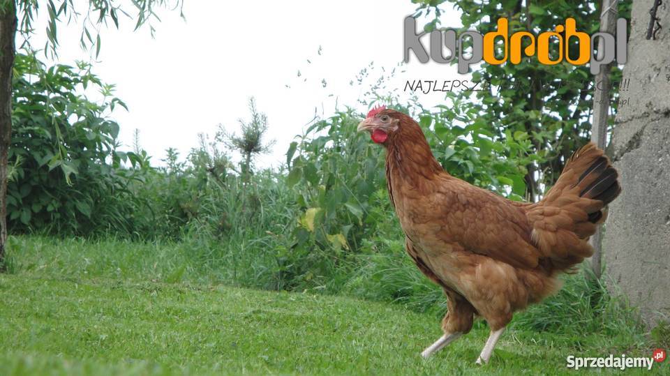 KURY Nioski ROSA 14 i 12 tyg Piękne Uczciwy wiek Żuromin