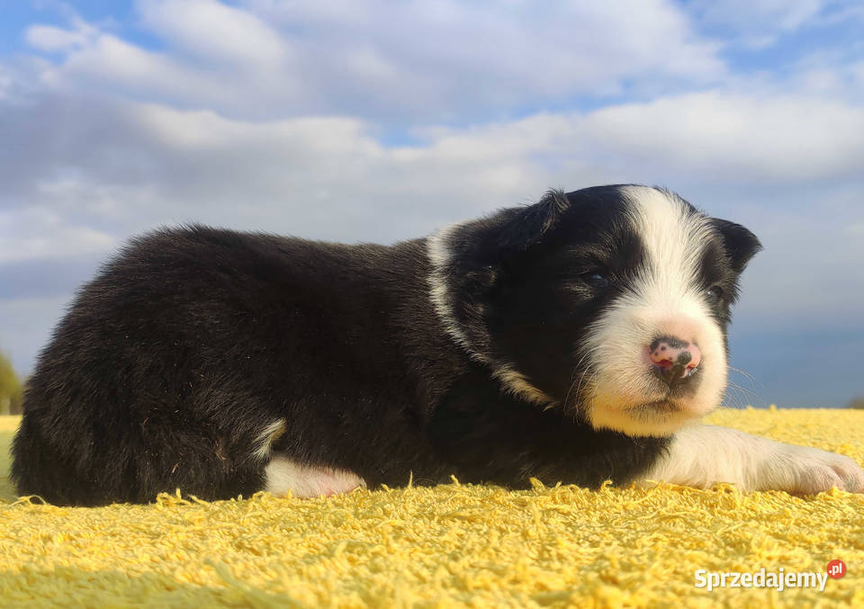 Rasowy sczeniak Border Collie klasycznej maści z Iwonicz sprzedam