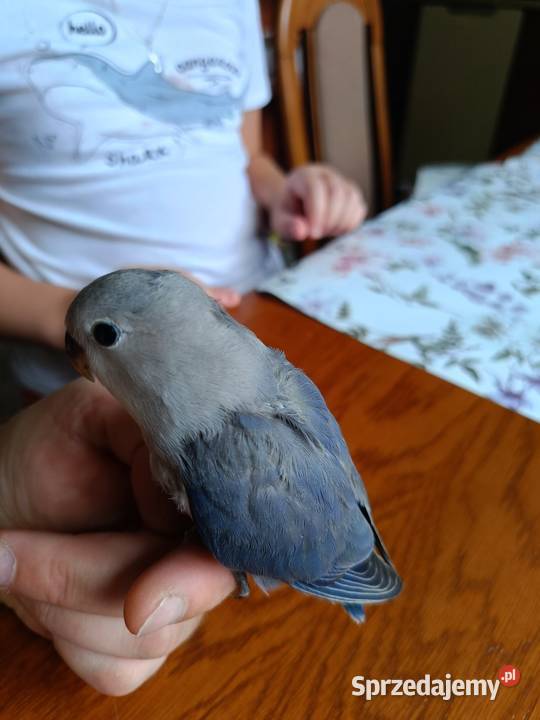 Papuga nierozłączka Limanowa sprzedam