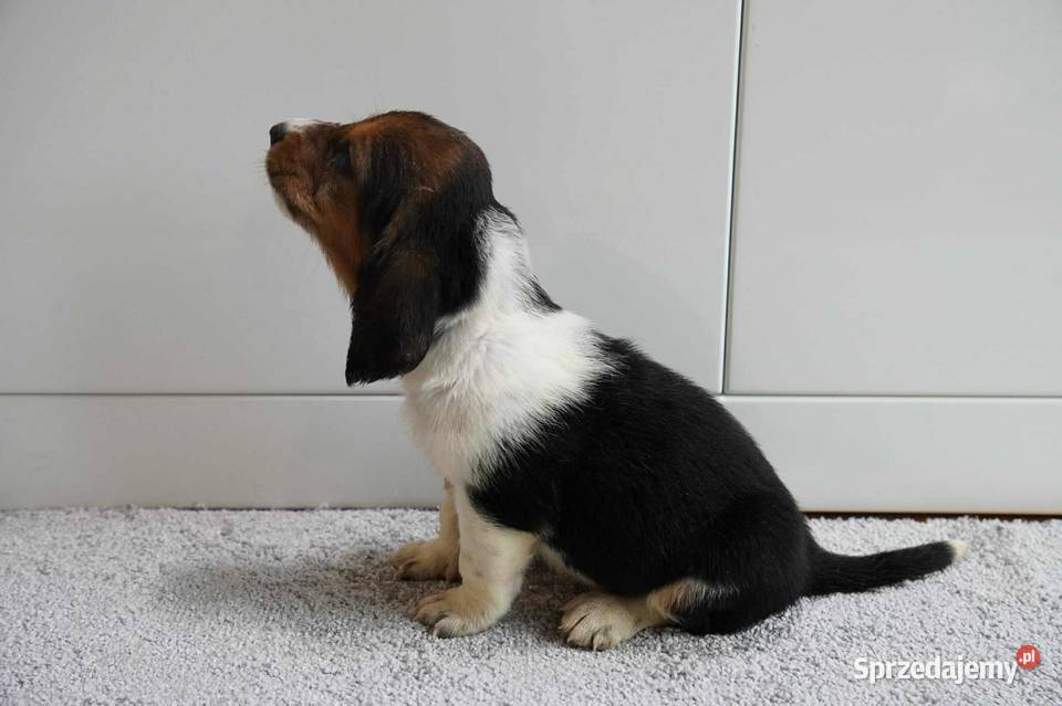 Basset hound szczeniak Grabów nad Prosną