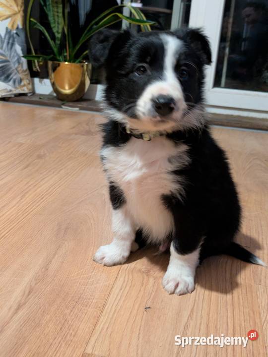 Border Collie Wołów