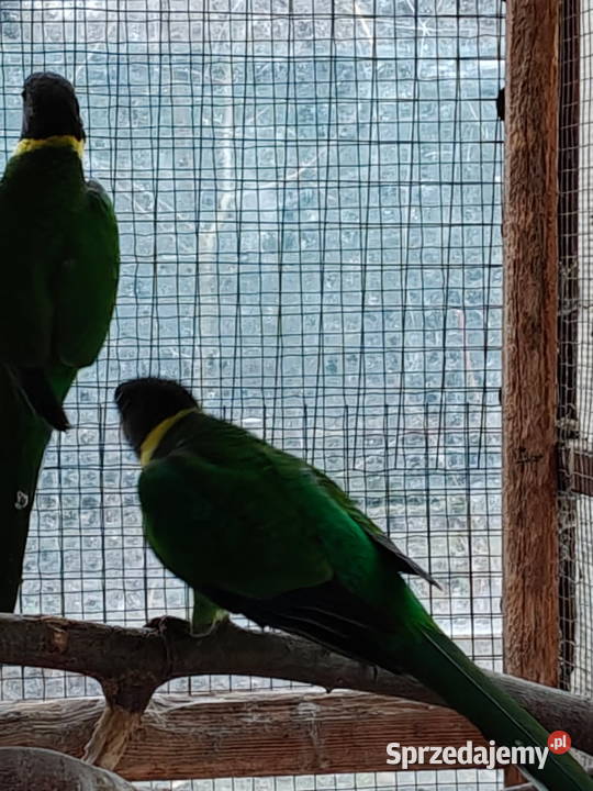 Sprzedam papugi rozella kragen Sochaczew