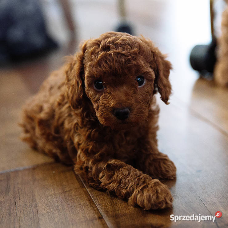 Sliczne szczenieta Pudel toy red brown Oława sprzedam