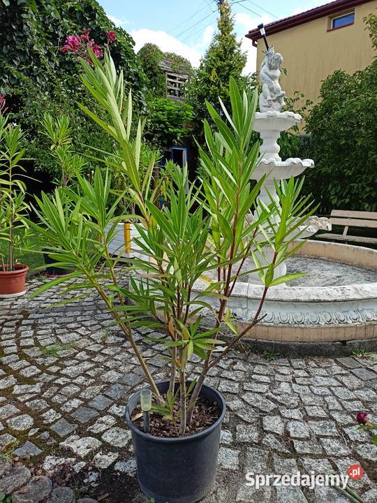 Oleander różne kolory Sokołów Małopolski