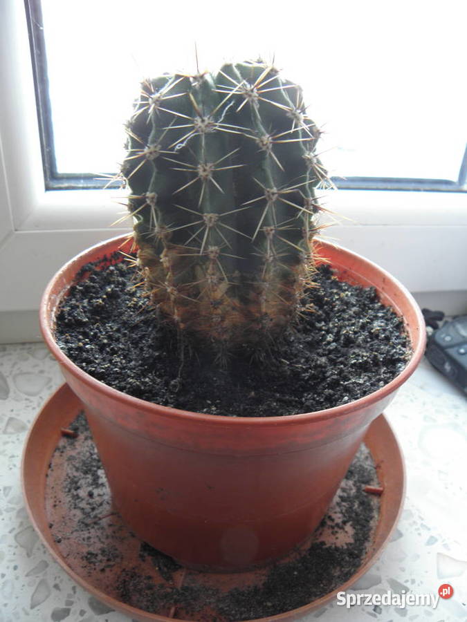 Kaktus w doniczce Nr 3